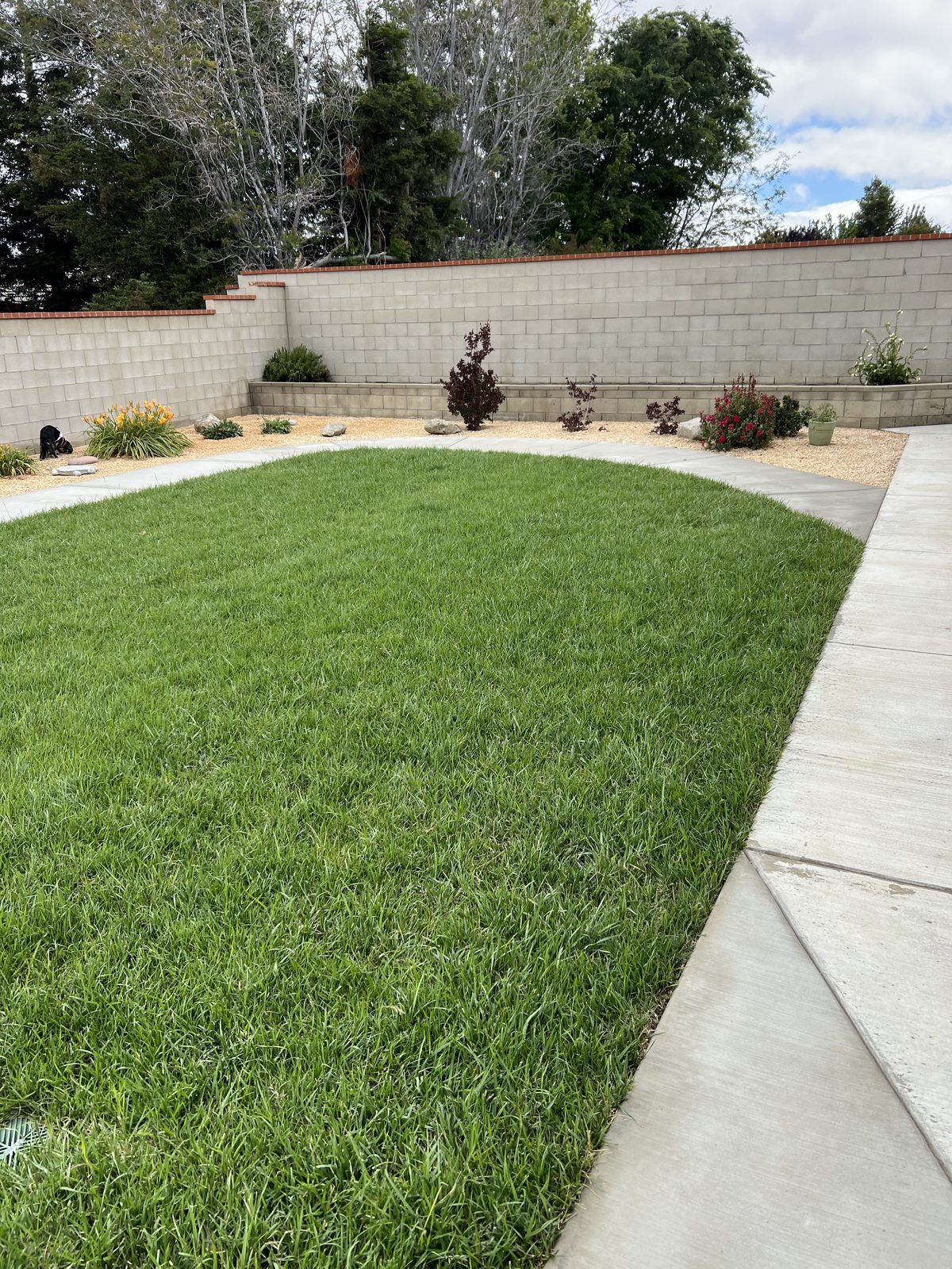 Curved backyard lawn with concrete walkway