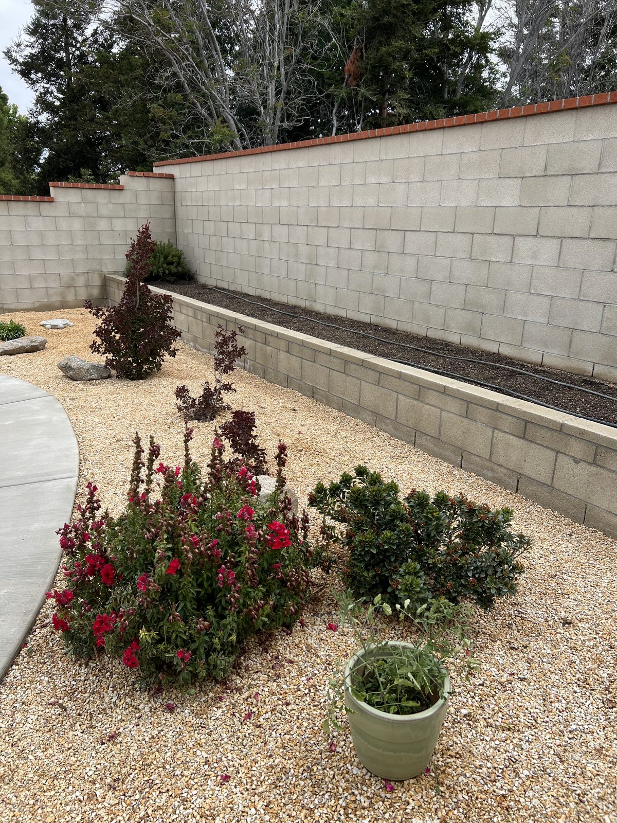 Block planter wall with roses