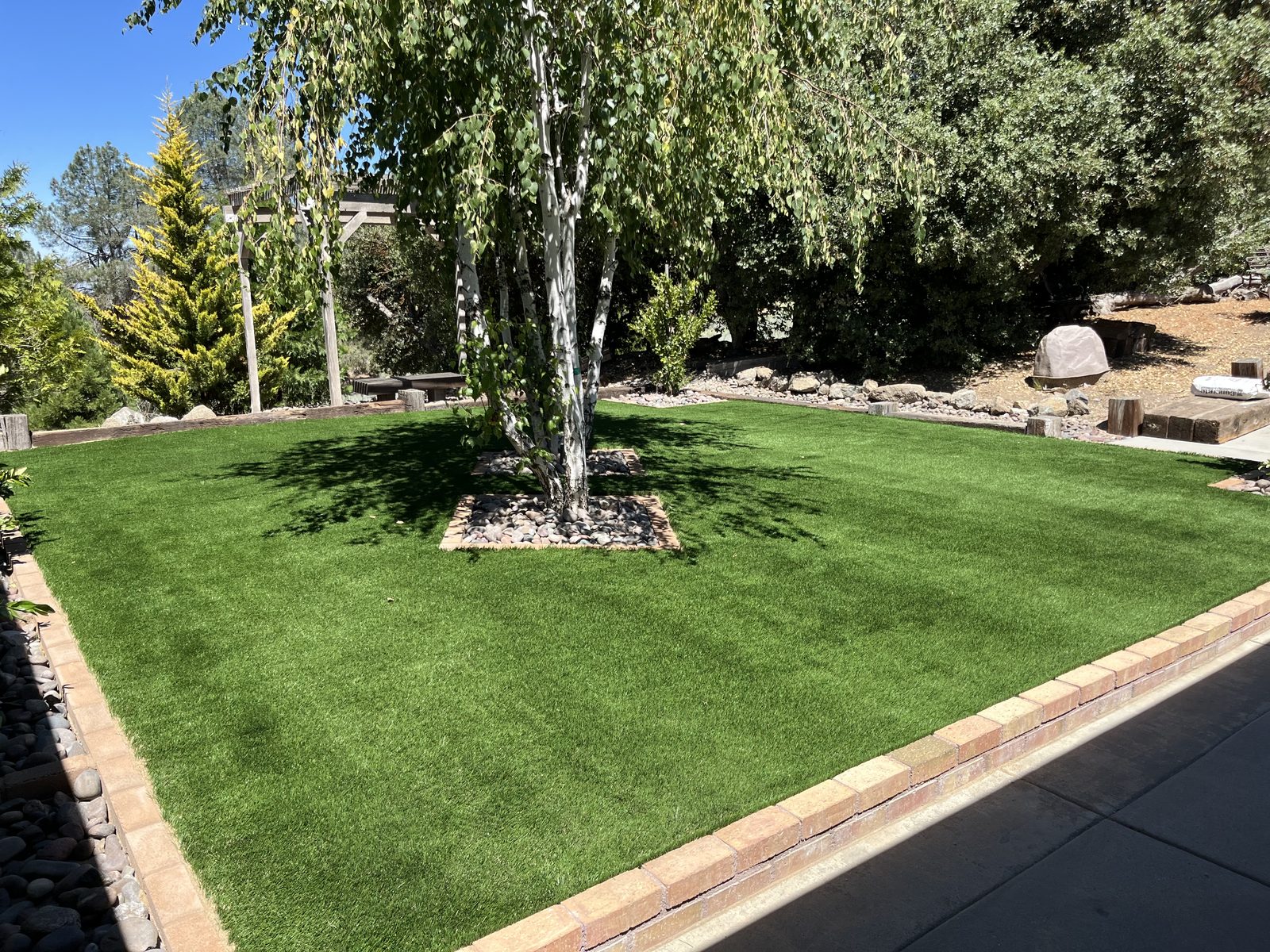 Artificial turf with timber edging around birch trees